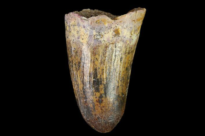 Cretaceous Fossil Crocodile Tooth - Morocco #140593